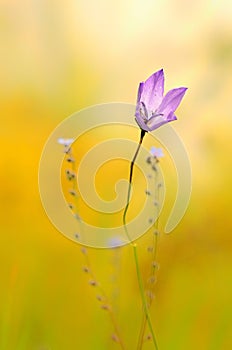 Purple wild flower