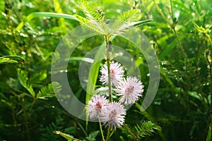 Purple wild flower blooming at sunrise spring mnature backgroun