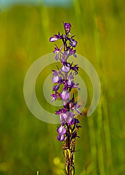 Purple wild flower with blurry green background