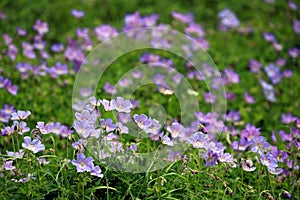 Purple wild flower field near mountain in Northern India