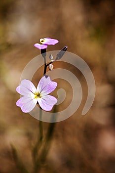 Purple wild flower macro background high quality 50,6 Megapixels