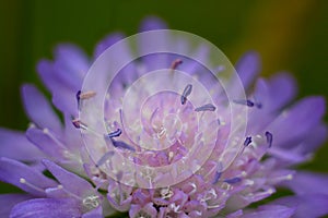 Purple wild flower in a meadow.