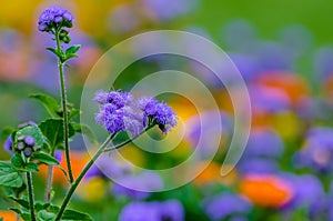 Purple wild flower - weed Ageratum conyzoides