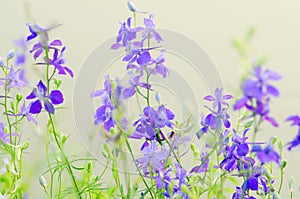 Purple wild flowers