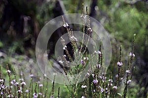 Purple Wild flowers