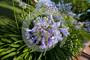 Purple wild flowers