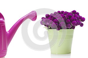 Purple wild flowers in bucket or water can