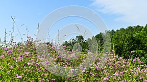 Purple wild flowers field in a sunny summer day with green grass and bright blue sky. Styled stock photo with beautiful flowers in