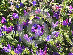 Purple Wild Flowers In Greece