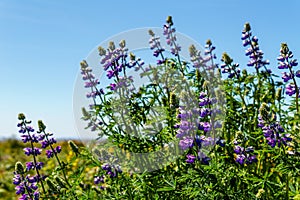purple wild flowers with green stems and bluew flowers photo