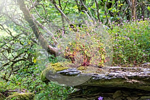 Purple wild flowers grow on a stone cliff among a green forest. Beautiful purple wild forest flower. Geranium robertianum