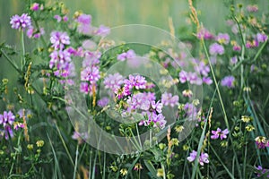 Purple wild flowers in the soft evening light at the meadow.