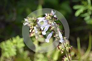 The purple wild flowers take the shape of bells