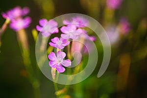 Purple Wild Forest Flower, Russian Summer Nature