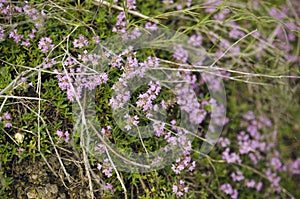 Purple Wild Herb