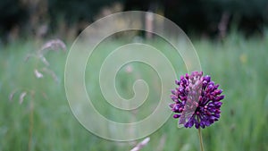 Purple wild onion flower in a meadow