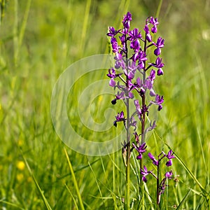 Purple wild orchid in wildflower meadow. Anacamptis laxiflora.