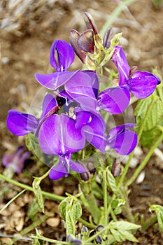 Purple Wild Orchids on Nyika Plateau