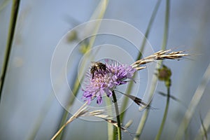 Purple wildflower and the bee on blue sky background in nature macro close up, working bee. Selective focus, blurred