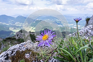 Detailní fialový květ s horami a zeleným údolím v pozadí, slovensko, evropa