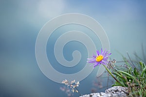 Detailní fialový květ s dokonale rozmazaným pozadím, slovensko, evropa