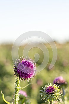 Purple wildflower in field of green grass