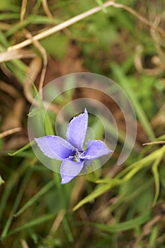 Purple wildflower - Gemeiner Fransenenzian, Gentianopsis ciliata photo