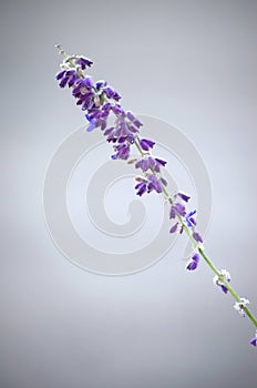 Purple wildflower on gray