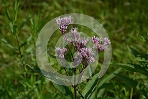Purple wildflower growing in Minnesota Eutrochium fistulosum also called Joe-Pye weed, Trumpetweed, or Purple thoroughwort, photo