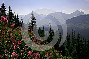 Purple wildflower mountain landscape