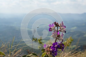 Purple wildflower over blurred natural landscape