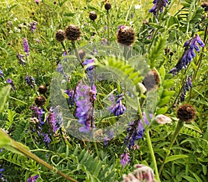 Purple Wildflower's