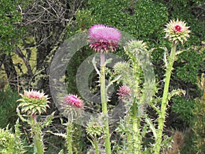 Purple wildflowers