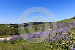 Purple wildflowers along a country road