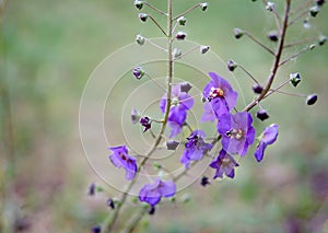 Purple wildflowers - beauty underfoot