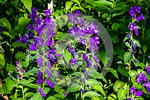 Purple Wildflowers in Bloom in Steamboat Springs Colorado