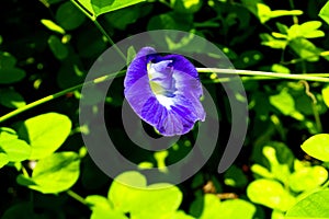 Purple wildflowers that are blooming and growing lushly with shadows around them