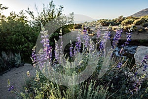 Purple wildflowers blooming in sunrise desert landscape sierra Nevada mountain range