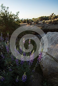 Purple wildflowers blooming in sunrise desert landscape sierra Nevada mountain range