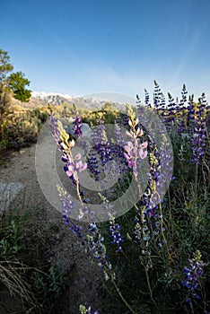 Purple wildflowers blooming in sunrise desert landscape sierra Nevada mountain range