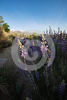 Purple wildflowers blooming in sunrise desert landscape sierra Nevada mountain range