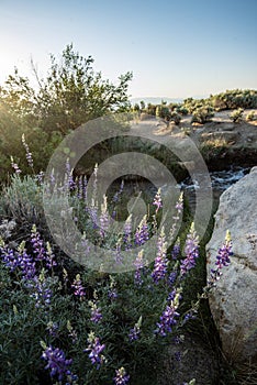 Purple wildflowers blooming in sunrise desert landscape sierra Nevada mountain range