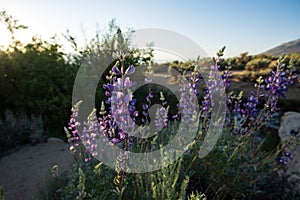 Purple wildflowers blooming in sunrise desert landscape sierra Nevada mountain range