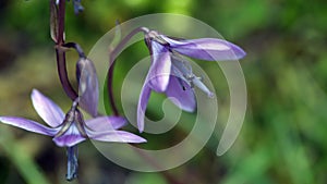 Purple wildflowers in Cajas National Park