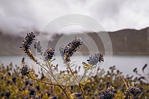 Purple wildflowers with crater lake on a background.