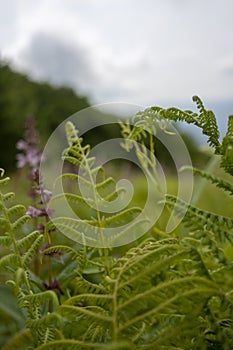 Purple Wildflowers and Ferns