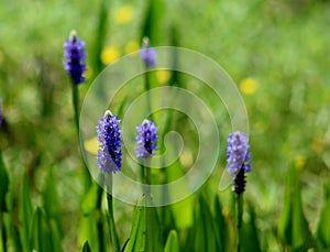 Purple wildflowers in field