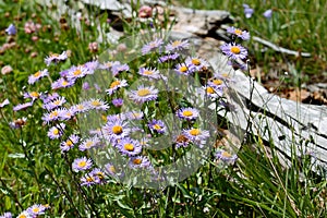 Purple wildflowers in the grass near a log