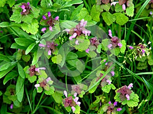 Purple wildflowers. Green grass and flowers on a summer day. Vegetation in rural areas