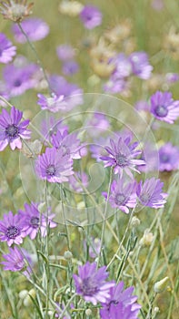 Purple wildflowers at green in nature